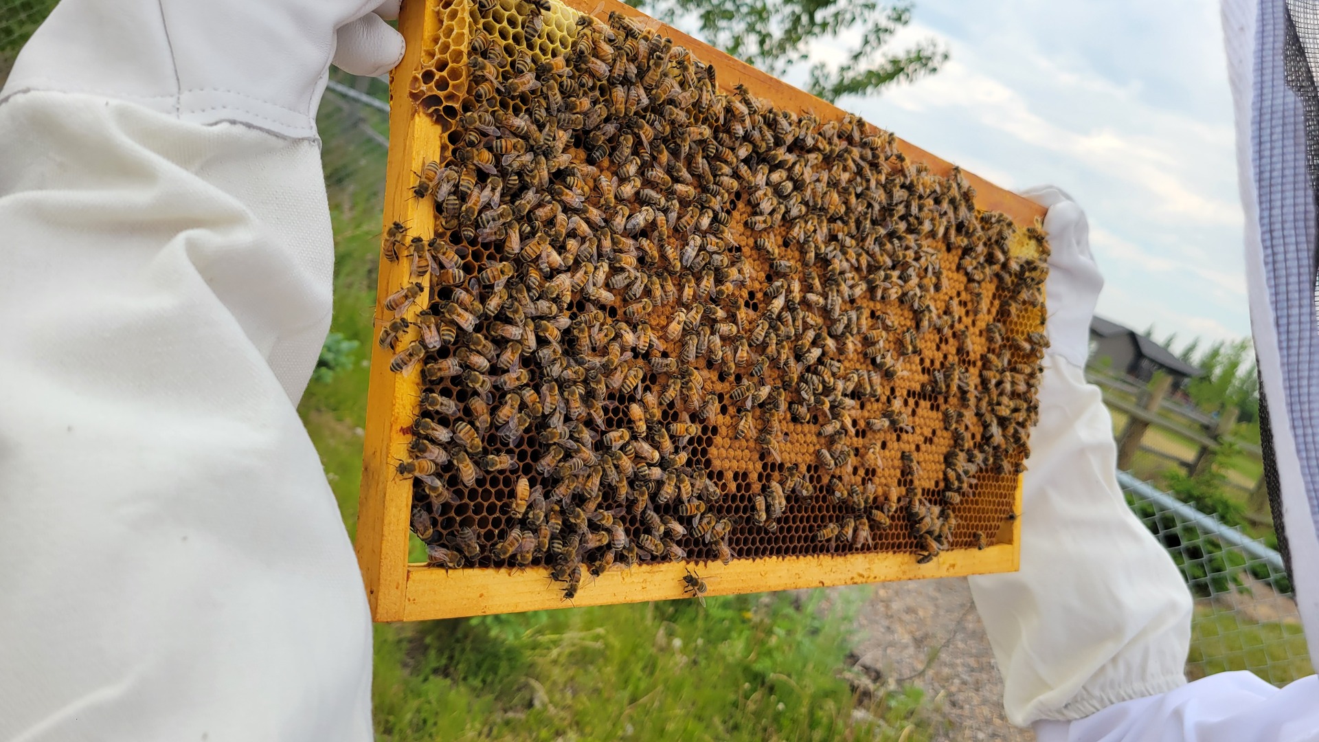 Inspecting a CloverBee honey frame in the backyard apiary